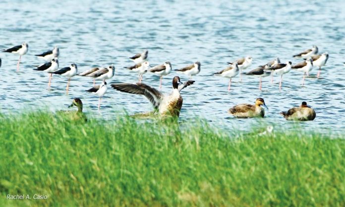 Photo shows migratory birds, Northern Pintails, in Barangay Hinactacan, La Paz, Iloilo City. The Bureau of Animal Industry Region 6 says laboratory results of samples from migratory birds that travel from one area, apart from Roxas City, to another turned out negative for bird flu. RACHEL CASIO/DENR PHOTO