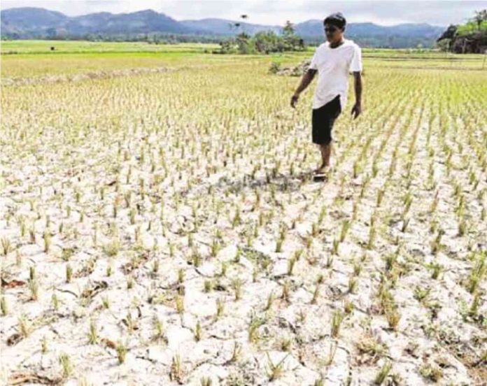 PARCHED. A farmer inspects a paddy in his three-hectare rice farm that was hit by the dry spell in the village of Burungutan in North Upi town, Maguindanao province, early this year. JEOFFREY MAITEM / INQUIRER MINDANAO