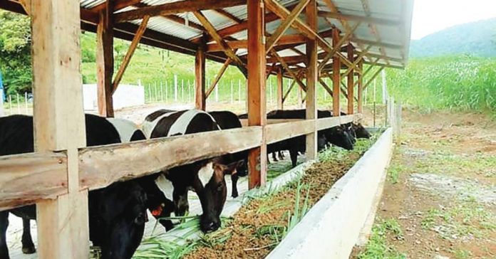 The high-breed dairy cows in Mount Campana in Camiguin province produce fresh milk for school children. ERCEL MAANDIG PHOTO