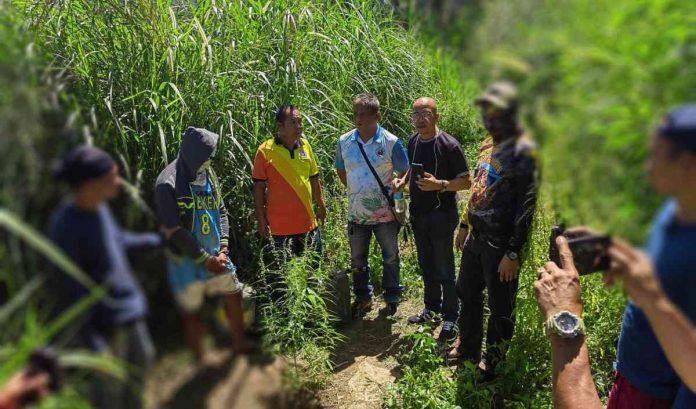 Suspected marijuana plants and dried leaves were recovered in Murcia, Negros Occidental yesterday, March 22. PDEU NOCPPO