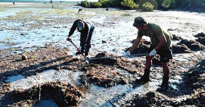 Cleanup operations continue in oil spill-affected areas in Caluya, Antique. The oil spill was caused by the sunken MT Princess Empress in Oriental Mindoro. The sunken oil tanker and its owner could be liable. OCD-6 PHOTO