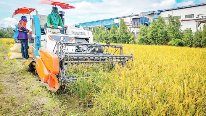 The Department of Agriculture (DA) Region 6 advised rice farmers in Western Visayas to plant early. DA-6 data showed that 44 percent of the region's 322,000 hectares of rice areas are irrigated. PN FILE PHOTO