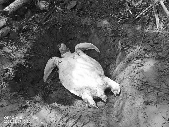 A 70-kilogram sea turtle washed ashore in Panay, Capiz. It was not the town’s first time finding a giant sea turtle dead. ERWIN AREVALO