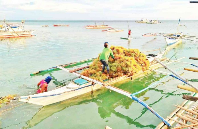 Farmers harvest seaweeds in Panagatan Island, Caluya, Antique in this undated photo. Panagatan and Sibay islands are where Caluya’s seaweeds are mainly produced. CARLO VILLONO CABALLERO/CALUYA MUNICIPAL TOURISM OFFICE FB PHOTO