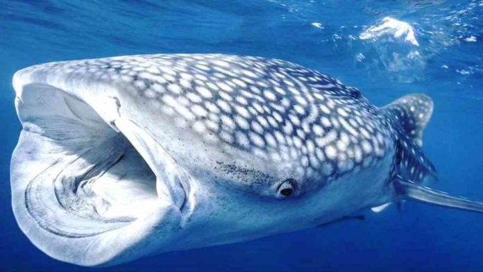 Marine protected areas could help endangered species like the whale shark – the largest living fish – recover. ALEXIS ROSENFELD/GETTY IMAGES