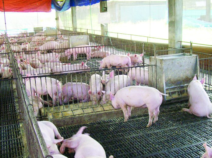 The Department of Agriculture Agribusiness and Marketing Division in Western Visayas said areas in the region that are free from the African Swine Fever continue to sell their swine outside of the region. DA PHOTO