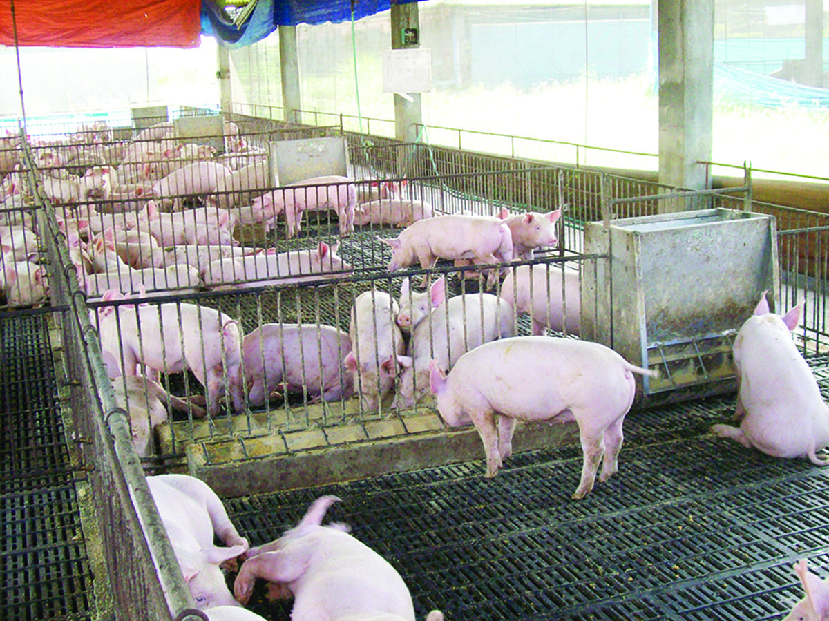 Western Visayas continues to ship swine to Luzon