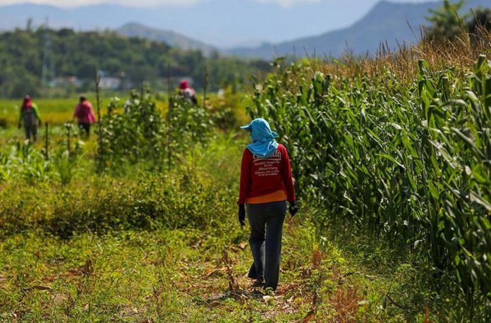 Farmhands arrive to tend to the maize farms in Barraca, Ilocos Norte. JONATHAN CELLONA, ABS-CBN NEWS/FILE PHOTO