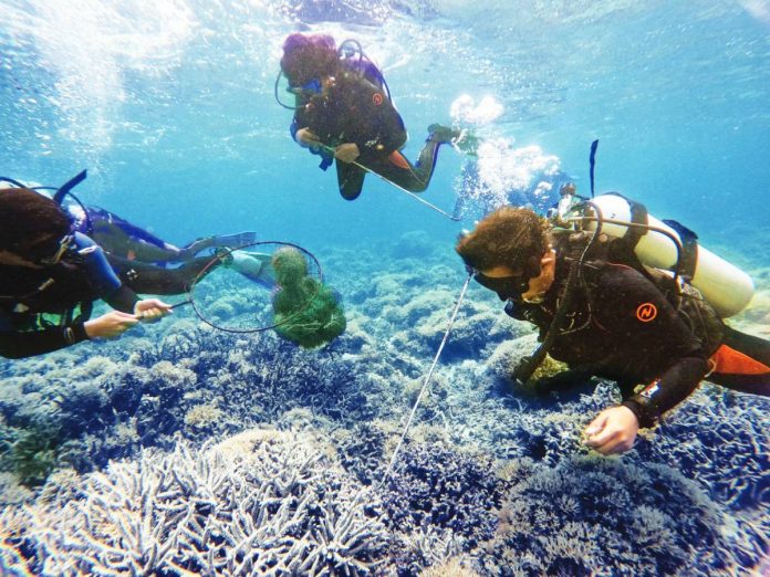 Around 400 coral predators, Crown-of-thorns, were removed at the Malabagon Reef in Escalante City, Negros Occidental. DENR 6 PHOTO