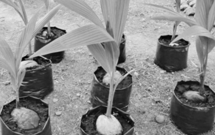 Coconut seeds at the Manapla Hybrid Seednut Production Center in Negros Occidental. It is one of the three on-farm coconut hybridization sites established by the Philippine Coconut Authority in Western Visayas under the Coconut Farmers and Industry Development Plan-Coconut Hybridization Project. PIO NEGROS OCCIDENTAL PHOTO