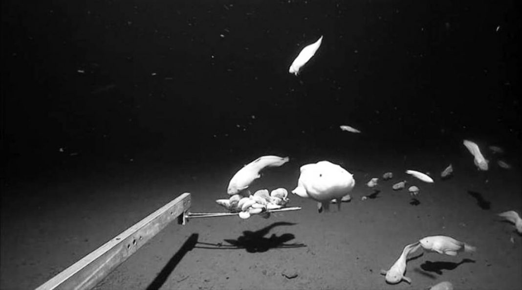 deepest ever fish caught on camera off japan bbc