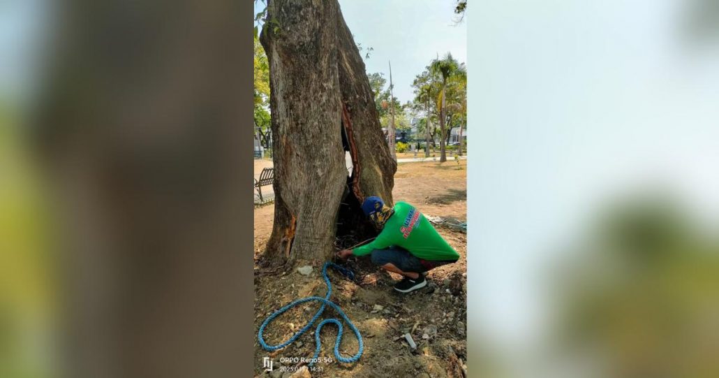 Tree surgery: Saving trees in the City of Love