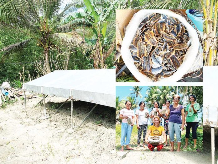 Community-fit modified solar dryer was provided to the Hub-eag it Mga Kababayen-an Association, a women’s organization based in Barangay Jawili, Tangalan, Aklan, through the Department of Science and Technology’s Community Empowerment thru Science and Technology Program. Supported with the conduct of food safety training and provision of packaging and labeling materials, the equipment was provided to develop a more sustainable livelihood to the beneficiaries by enhancing the quality of their anchovy products such as dried dilis and ginamos, or salted fermented fish/shrimp.