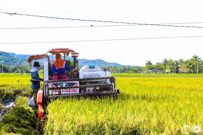 A farmer from Sibalom, Antique is harvesting his first grains of the Golden Rice variety. The provincial government created an El Niño Task Force to mitigate the agricultural effects of the dry spell. PROVINCE OF ANTIQUE FACEBOOK PHOTO