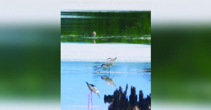 A rare Pied Avocet migratory bird is sighted in Barangay Latasan, E.B. Magalona, Negros Occidental. The Department of Agriculture Region 6 reiterates its warning against migratory birds and other waterfowls such as ducks and geese that are possible carriers of bird flu. DENR-6 PHOTO