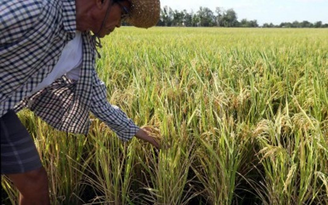 Ph Agriculture Grows 2.1% In Q1