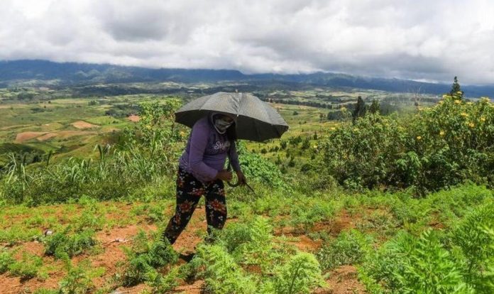 A Talaandig woman tills land in Barangay Miarayon, Talakag, Bukidnon in this undated photo. FROILAN GALLARDO/ABS-CBN NEWS PHOTO