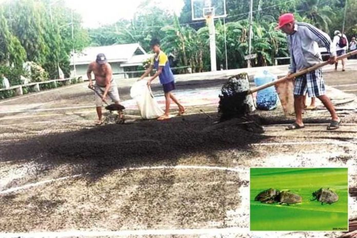 Residents of Barangay Aglosong, Concepcion, Iloilo shovel sacks of rice black bugs. Bright lights at the basketball court attract rice black bugs. VELMA CAICTEN PHOTO