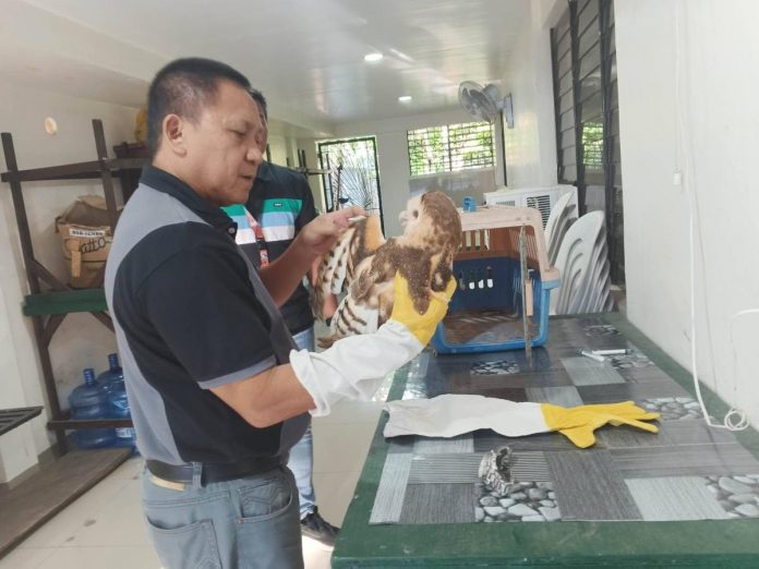 Dr. Josue Rabang, veterinarian of Cadiz City, Negros Occidental checks the Eastern grass owl for injuries. DENR-6 PHOTO