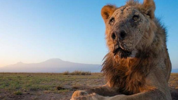 At 19, Loonkiito had a longer life than most wild lions. BBC, LION GUARDIANS/FACEBOOK