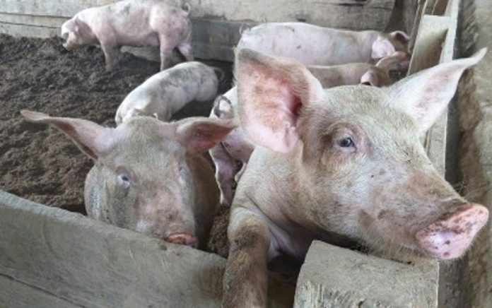 The Provincial Veterinary Office said Iloilo stopped shipping out pork to Luzon since March this year to ensure that the supply of pork is sufficient in the province. PHOTO COURTESY OF PNA