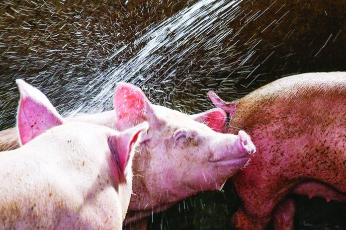 Vietnam-manufactured Avac vaccine against African Swine Fever is a single-shot vaccine for hogs aged four to 10 weeks. It needs a certificate of product registration before it could be allowed entry as an import in the Philippines. PHOTO COURTESY OF ABS-CBN NEWS