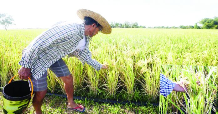 Hybrid rice proponent Henry Lim Bon Liong says traditional rice can only produce three to four tons per hectare while hybrid rice can produce eight to 10 tons per hectare, and in some cases. PNA FILE PHOTO