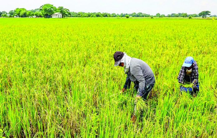 Masagana Rice Industry Development Program aims to achieve sustainable rice production and higher income for rice farmers. RAPPLER PHOTO