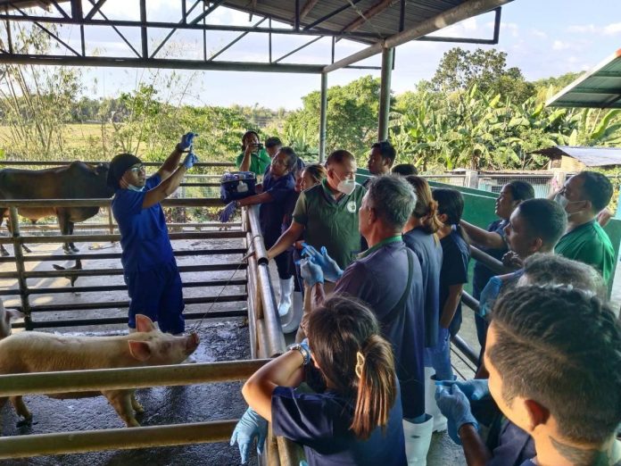 Barangay Biosecurity Officers of San Jose de Buenavista, Antique during their training on BABay ASF (African Swine Fever): Specimen Collection at the town’s slaughterhouse. Mayor Elmer Untaran banned swine, pork and pork products from Hamtic, where suspected ASF cases were being investigated. LUCIA AGUPE BANTOLO FB PHOTO