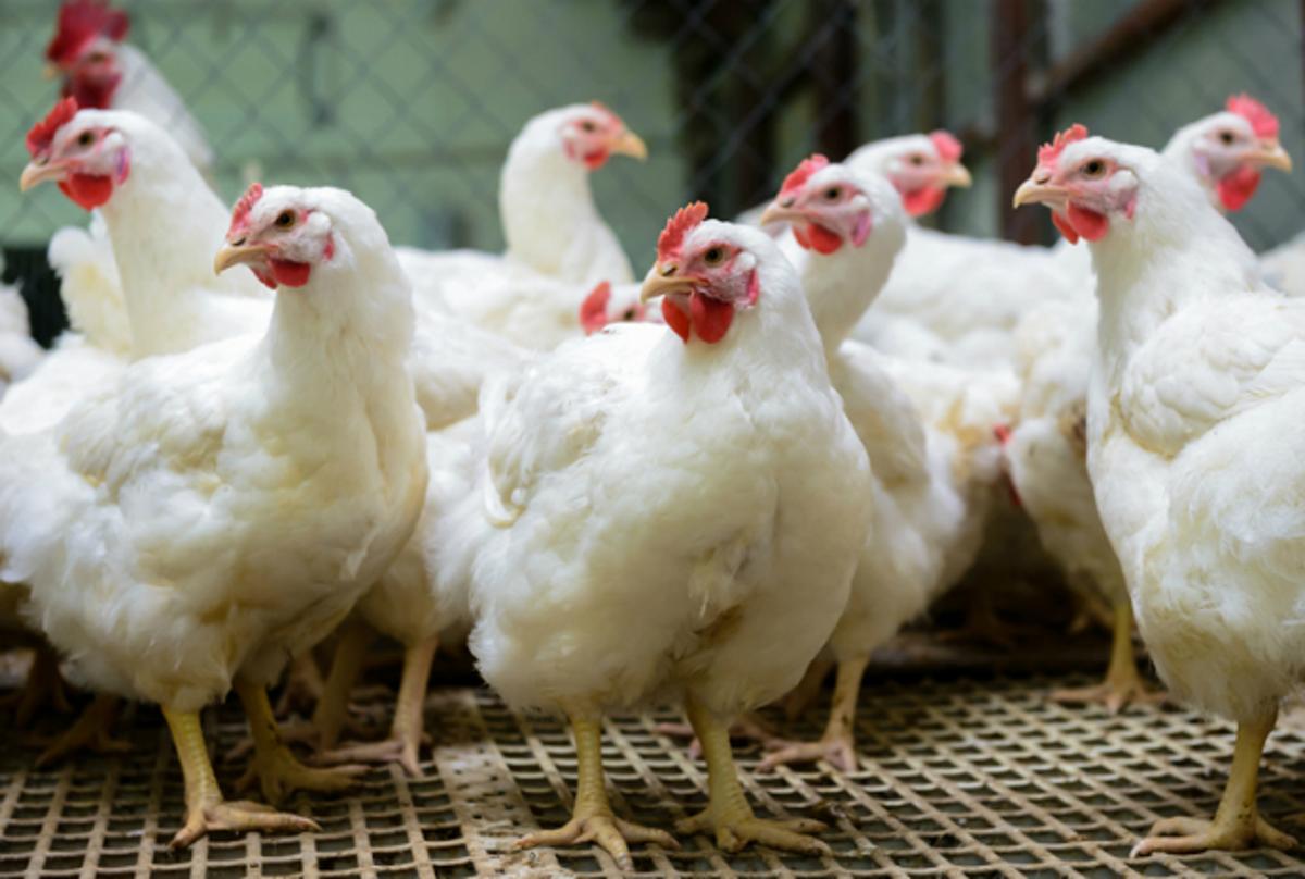 AMID BIRD FLU OUTBREAK PH bans importation of birds from New Zealand