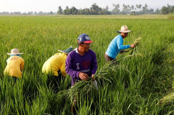 Masagana rice program targets to help Filipino farmers in climate change adaptation and make their farms more resilient to harsh weather conditions. PHOTO COURTESY OF ABS-CBN NEWS