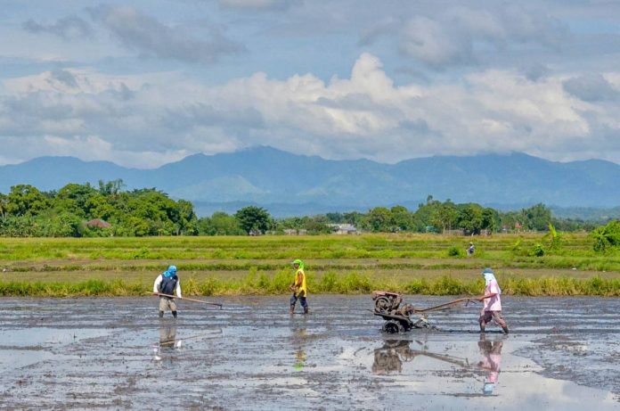 Farmers plow a rice field in Barangay Bita Sur, Oton, Iloilo in this file photo. Leptospirosis must be watched out for during work on the farm which may have contaminated water, especially this rainy season, according to the Iloilo Provincial Health Office. PN FILE PHOTO