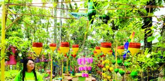 The National Nutrition Council Region 6 advocates for backyard growing of fruits and vegetables. File photo shows a “Gulayan sa Nabitasan” community vegetable garden in Barangay Nabitasan, La Paz, Iloilo City. PN PHOTO