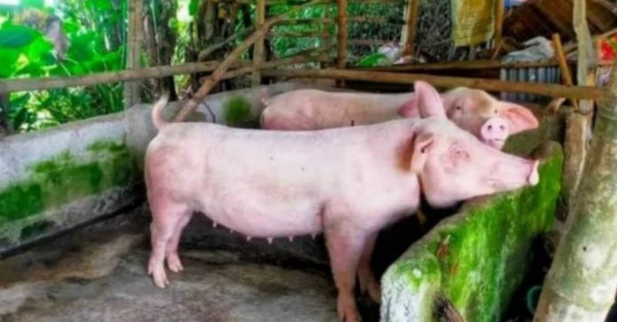 Losses due to hog mortalities in Negros Occidental reached P125,341,250, according to the Provincial Veterinary Office. PHOTO COURTESY OF PNA