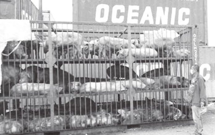 This undated photo shows live pigs from Negros Occidental being transported to Luzon. The province continues to ship out pigs to Luzon and other parts of Visayas as it recorded a decline in swine deaths. NEGROS OCCIDENTAL PROVINCIAL VETERINARY OFFICE VIA PNA PHOTO