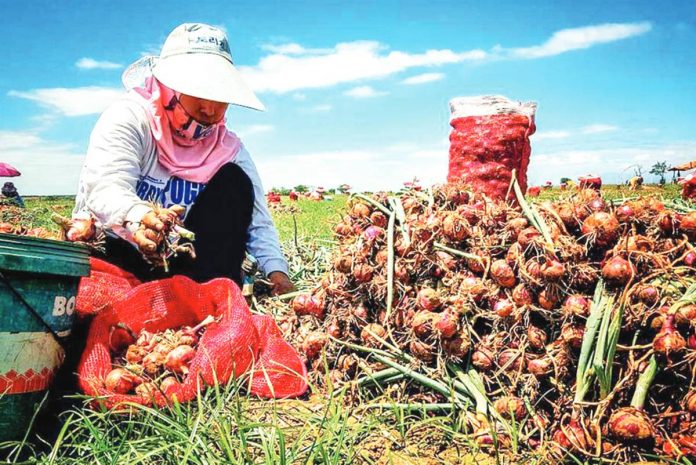 House Bill No. 8462 proposes to create the Onion Competitiveness Enhancement Fund (OCEF). OCEF will be spent on development and support programs for the benefit of onion farmers and the country’s onion industry. PHOTO COURTESY OF ABS-CBN NEWS