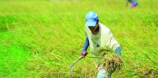 The highest farmgate price of palay in April 2023 was seen in Northern Mindanao at P20.77 per kilogram and the lowest was in Eastern Visayas at P16.09 per kilogram. PN FILE PHOTO