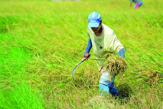 The highest farmgate price of palay in April 2023 was seen in Northern Mindanao at P20.77 per kilogram and the lowest was in Eastern Visayas at P16.09 per kilogram. PN FILE PHOTO