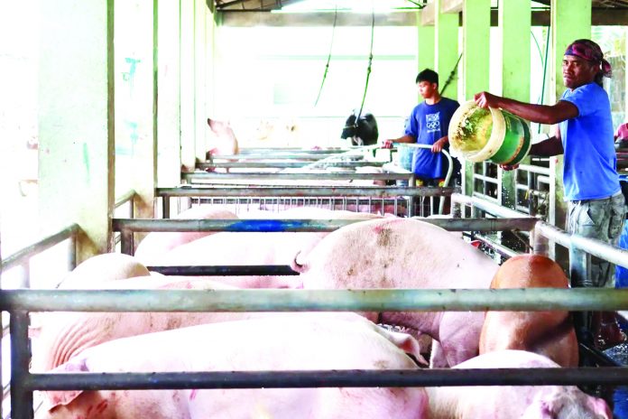 Consolidated hogs from various barangays in Sibalom and nearby municipalities are being prepared for shipment in this photo. Antique Provincial Veterinary Office Public Health Division chief Dr. Marco Rafael Ardamil warned hog raisers against unscrupulous traders buying live-weight swine cheap because of the alleged African swine fever cases in Hamtic town. DA-ATI REGIONAL TRAINING CENTER-6 PHOTO