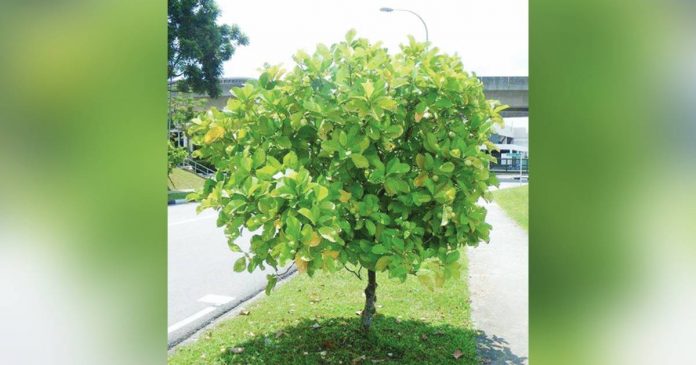 MITZI PEÑAFLORIDA PHOTO. Photos show a Catmon tree in the municipality of Santa Barbara, Iloilo.