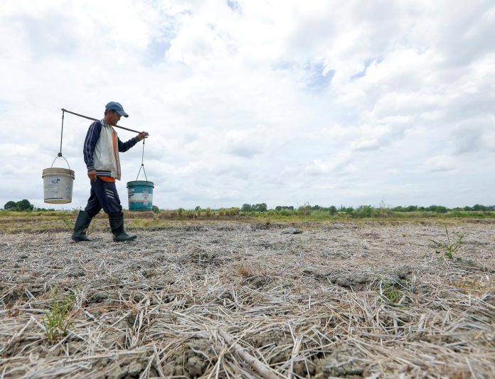 A farmer walks on a dried-up rice field in Sitio Maname, Naic, Cavite. The Department of Agrarian Reform (DAR) says it would guard against the wanton conversion of agricultural lands into other uses, including real estate development. PNA