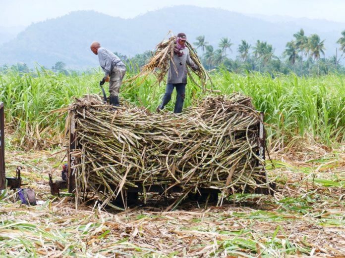 Workers stack harvested sugar cane at a field in Negros Occidental in this undated photo. PN FILE PHOTO