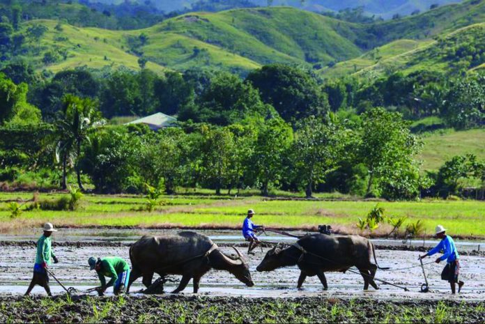 Farmers along the Nueva Ecija-Aurora road take advantage of the good weather and start land preparations for the next rice planting cycle in this file photo. JIRE CARREON/ABS-CBN NEWS PHOTO