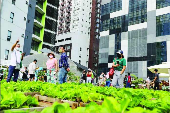 Photo shows the BGC Urban Farm in Taguig set up by in conjunction with the local government and advocacy groups to promote urban farming. JONATHAN CELLONA/ABS-CBN NEWS PHOTO