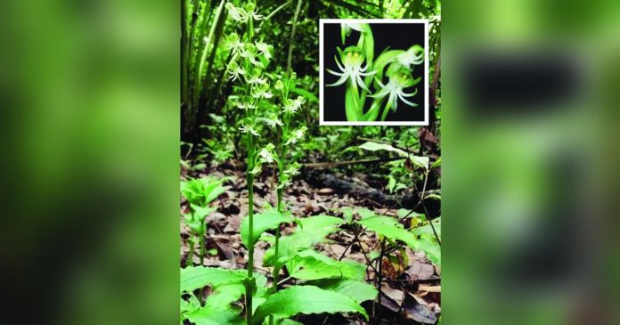 A ground orchid thrives at the Philippines Visayas campus in Miag-ao, Habenaria gibsonii var.foetida. UPV PHOTO