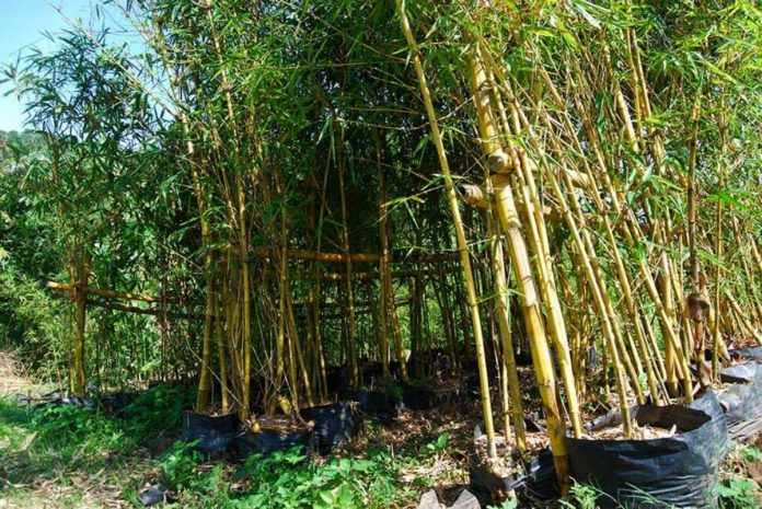 Philippine Bamboo Industry Development Council says developing the bamboo industry will not only help investors but it also promises steady economic benefits to planters. Photo shows the Kawayan Farm in Barangay Halyhayin, Pililla, Rizal. RIZALPROVINCE.PH PHOTO