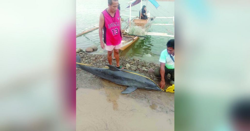 Dead dolphin found off Sagay coast