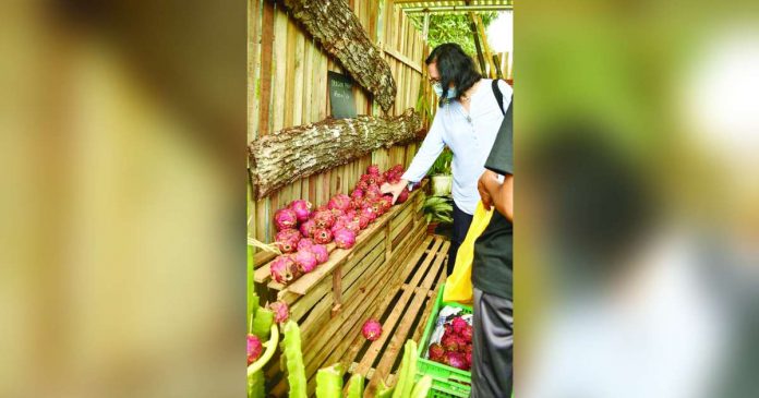 To position dragon fruit as an emerging high-value crop, the island province of Guimaras is staging a 10-day Dragon Fruit Festival beginning Aug. 4 at the provincial capitol grounds. PROVINCE OF GUIMARAS PHOTO