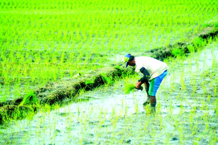 The Iloilo Provincial Health Office advises the public, especially farmers, with history of wading in farmlands or rice fields, especially for those with open wounds, to go to the Rural Health Unit immediately to avoid leptospirosis. PN FILE PHOTO