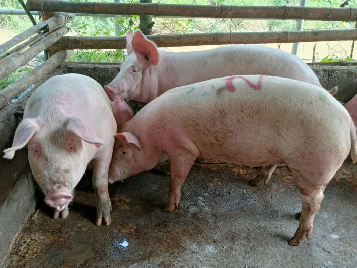 The government is ready to allocate funds if there is already a vaccine available against African Swine Fever (ASF). Photo shows healthy pigs in a pen in Pavia, one of the 16 ASF-free towns in Iloilo province. PN PHOTO